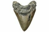 Fossil Megalodon Tooth - North Carolina #328328-1